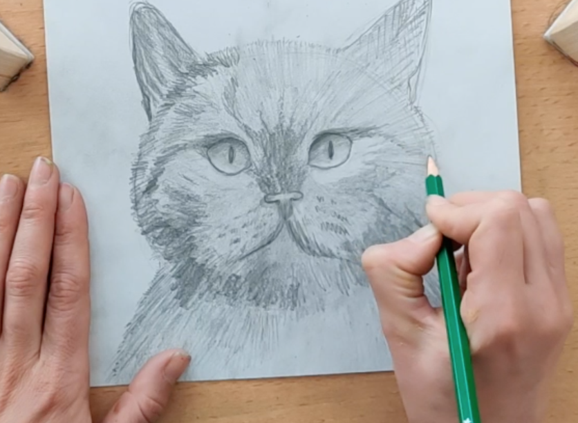 Let's draw Citron the Cat - Dessinons Citron le Chat-Atelier Toriko
